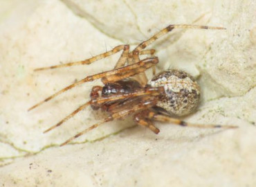 Theridion betteni Theridion betteni