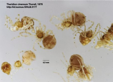Theridion cinereum Theridion cinereum