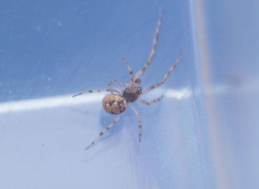 Theridion hannoniae Theridion hannoniae