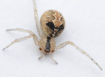 Theridion hemerobium Theridion hemerobium