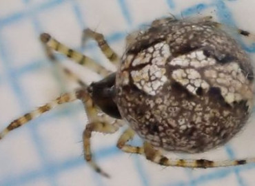 Theridion mystaceum Theridion mystaceum