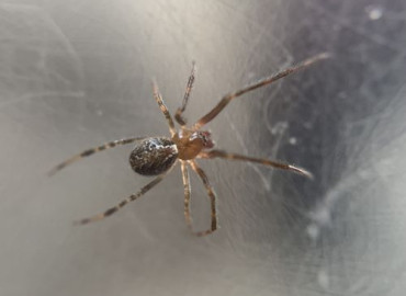 Theridion pinastri Theridion pinastri
