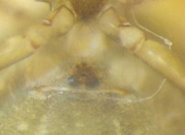 Yaginumena maculosa Yaginumena maculosa