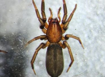 Zelotes puritanus Zelotes puritanus