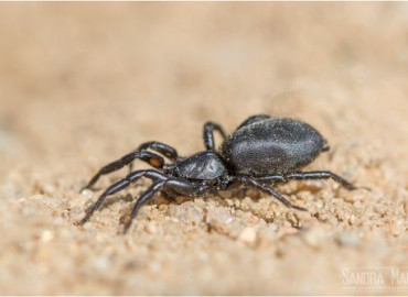 Zelotes subterraneus Zelotes subterraneus
