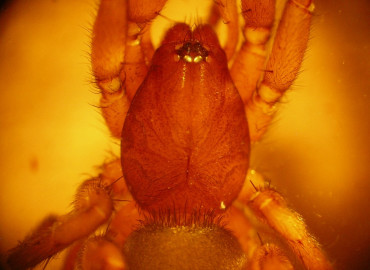 Zelotes tenuis Zelotes tenuis