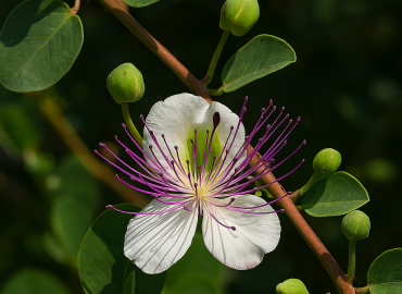 Capparaceae