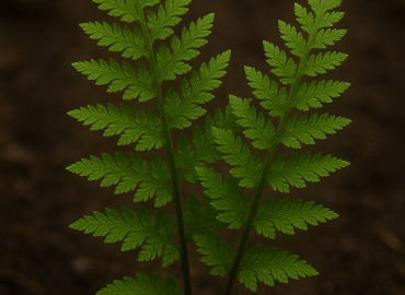 Pteridopsida