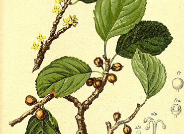 Rhamnaceae Rhamnaceae