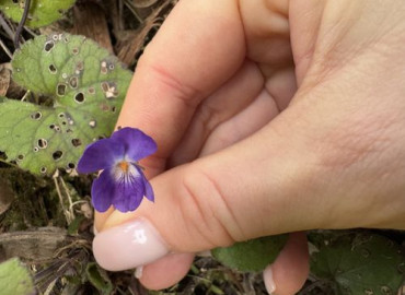 Viola alba subsp. dehnhardtii Viola alba subsp. dehnhardtii