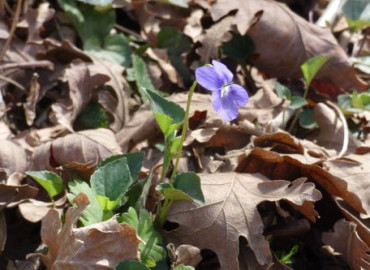 Viola sieheana Viola sieheana