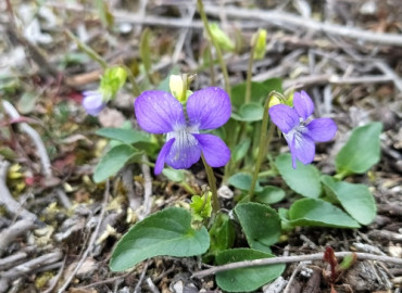 Viola canina Viola canina