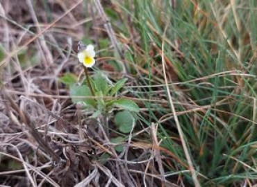 Viola kitaibeliana Viola kitaibeliana