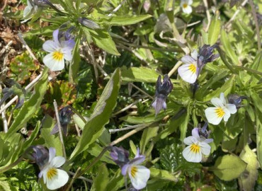 Viola arvensis Viola arvensis
