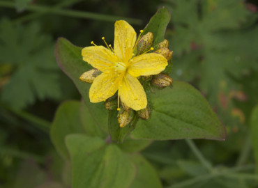 Hypericum bithynicum Hypericum bithynicum