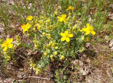 Hypericum cerastoides Hypericum cerastoides