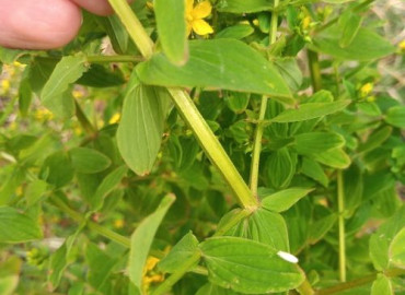 Hypericum tetrapterum Hypericum tetrapterum