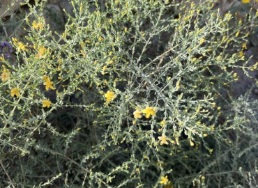 Hypericum triqetrifolium Hypericum triqetrifolium