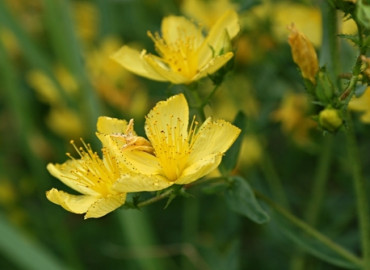 Hypericum elegans Hypericum elegans