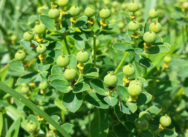Euphorbia villosa Euphorbia villosa