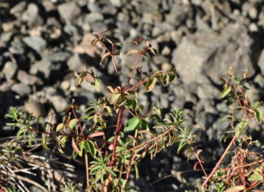 Euphorbia wittmannii Euphorbia wittmannii