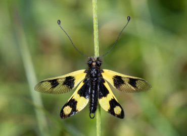 Libelloides macaronius (Scopoli, 1763)