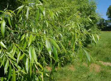 Salix fragilis