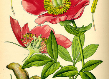 Paeoniaceae Paeoniaceae