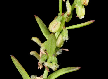 Haloragaceae Haloragaceae