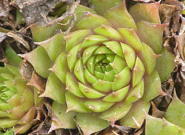 Crassulaceae Crassulaceae