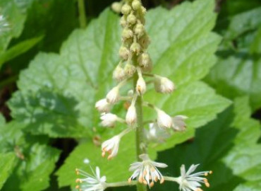 Saxifragaceae Saxifragaceae