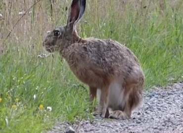 Lagomorpha