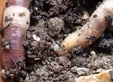 Annelida