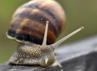 Mollusca
