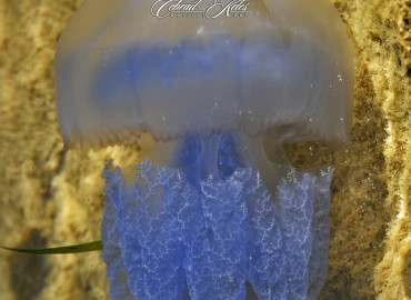 Cnidaria