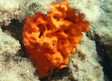 Porifera