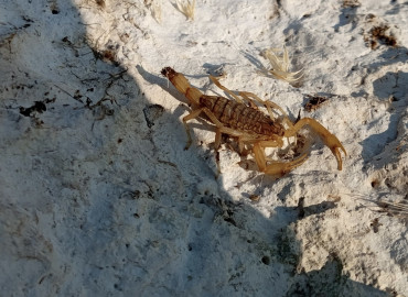 Aegaeobuthus gibbosus
