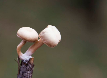 Basidiomycetes