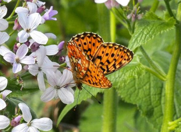 Coenonympha glycerion  