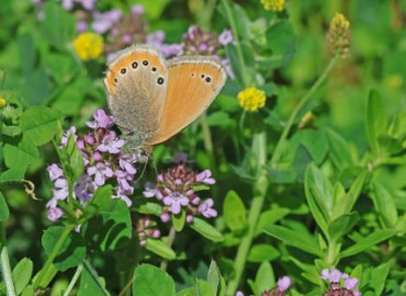 Coenonympha leander  