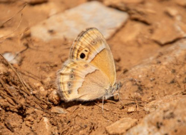 Coenonympha saadi  