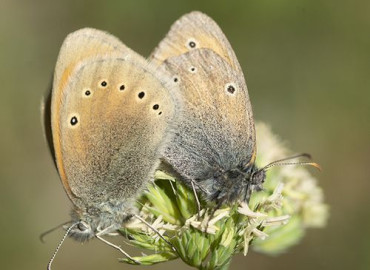 Coenonympha symphita