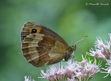 Erebia aethiops  