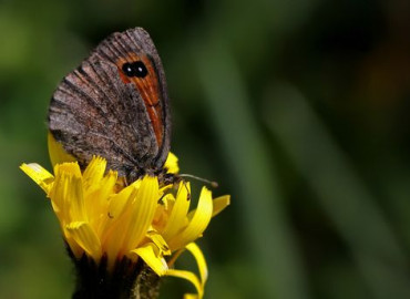 Erebia graucasica 