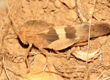 Pyrgodera armata
