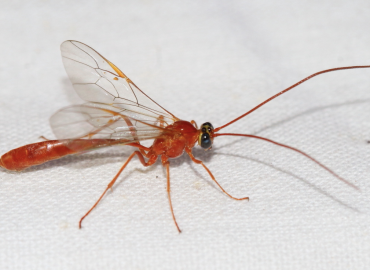 Enicospilus repentinus