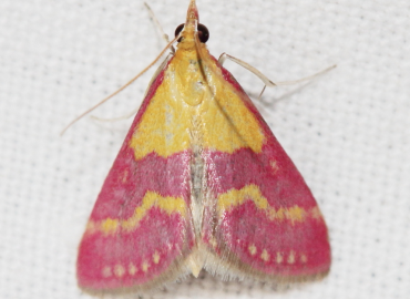 Pyrausta virginalis