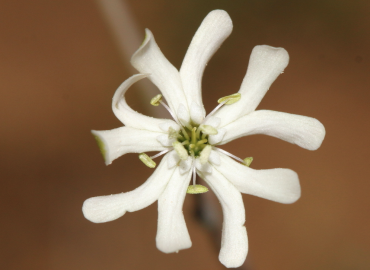 Silene caramanica