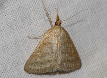 Psammotis pulveralis