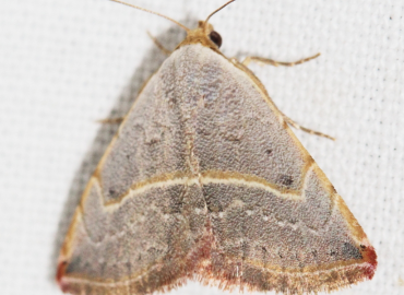 Eublemma polygramma